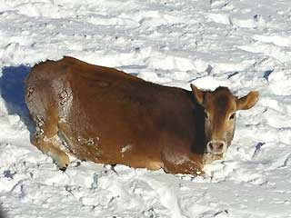 010407_cow_snowstorm1