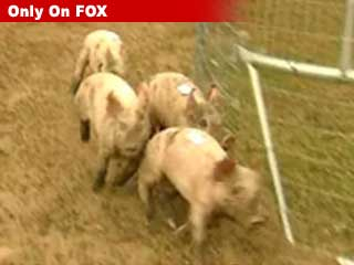 010506_pigsrunning