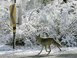 012207_arizona_snow