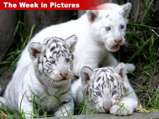 020907_white_cubs1