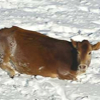 010407_cow_snowstorm1