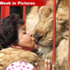 010506_lion_kiss