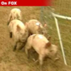 010506_pigsrunning