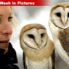 012707_owls