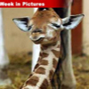 020907_giraffe