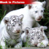 020907_white_cubs1