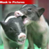 022307_weekinpics_piglets