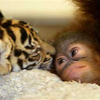 022807_tiger_orangutans2