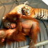 022807_tiger_orangutans3