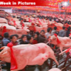 030907_china_pigs