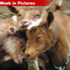 031007_goats_weekinpics