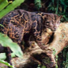 031607_Borneo_Leopard