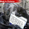 031607_weekinpics_otter