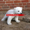 032107_polar_bear