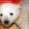 032107_polar_bear1