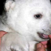 032107_polar_bear2