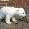 032107_polar_bear3