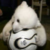 032107_polar_bear4