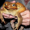 032707_Australia_Toad