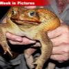 033007_weekinpics_frog