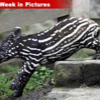 033107_tapir