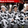 033107_weekinpics_cow