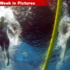 033107_weekinpics_swimmers