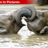 042307_elephants_australia