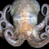 070225_antarctic_octopus