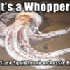 071107_GiantSquid_Text