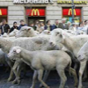 111206_spain_sheep1