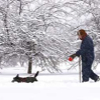 120106_snow_dog