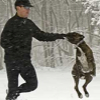 120106_snow_dog_jump