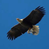 122806_baldeagle