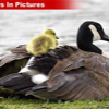 NIP_042607_CanadaGeese