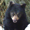 black_bear_alaska_1