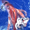 giant_squid_1