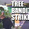 tree_robber_type2