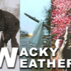 wackyweather